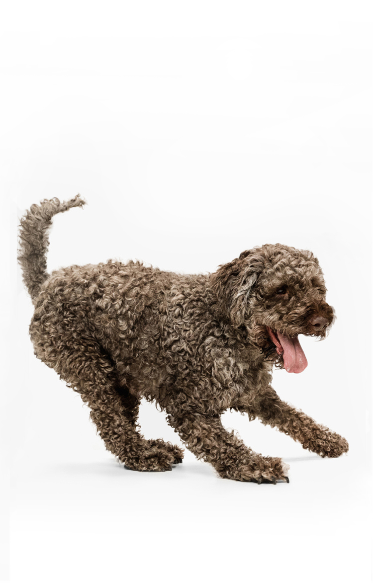 dog-pic